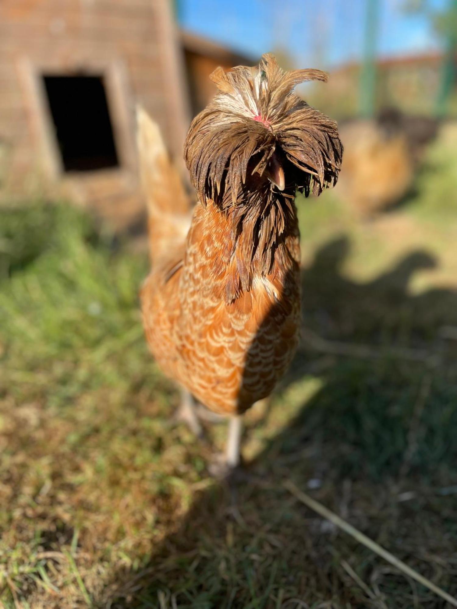 La Ferme Du Paradis Merris Dış mekan fotoğraf
