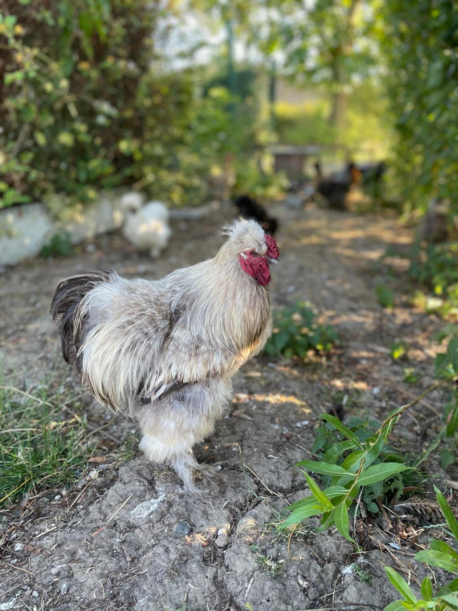 La Ferme Du Paradis Merris Dış mekan fotoğraf