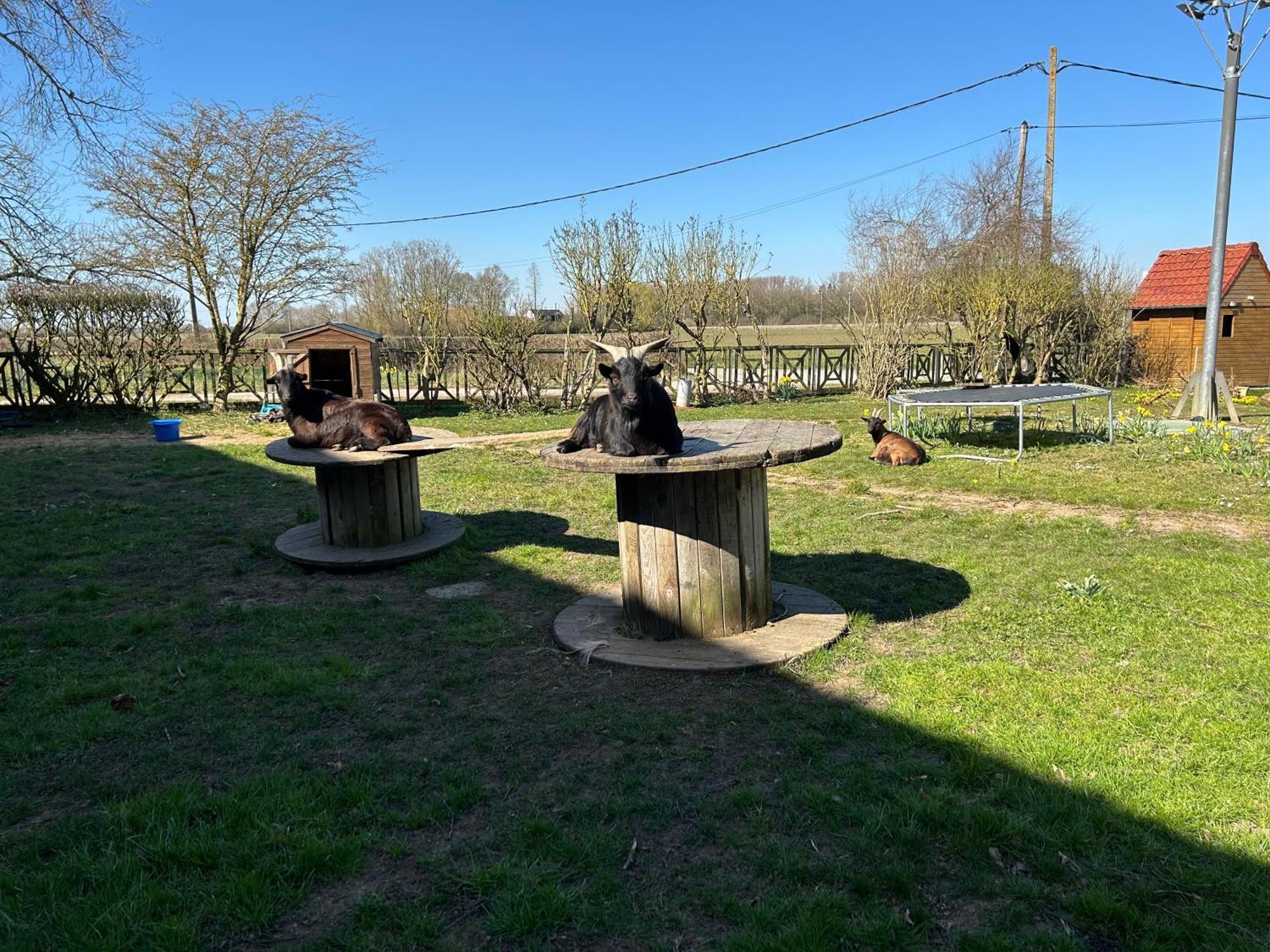 La Ferme Du Paradis Merris Dış mekan fotoğraf